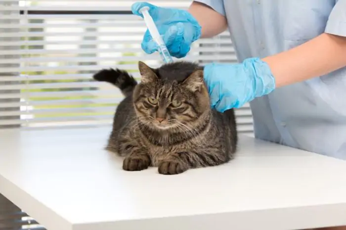 Нужно ли вакцинировать кошку, которая не гуляет на улице?