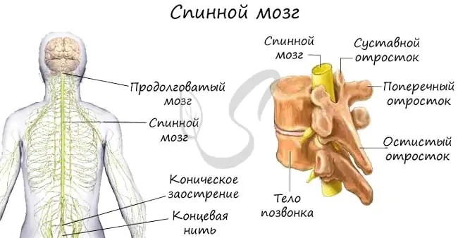 Где расположен спинной мозг: анатомия и границы