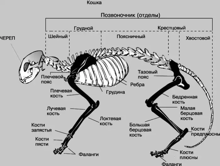 Как устроена кошка?