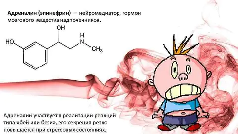 Что такое эндокринная система — функции и роль гормонов