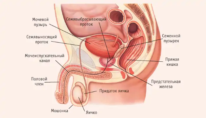Мужская половая система: анатомия и функции органов Мужская половая система: анатомия и функции органов