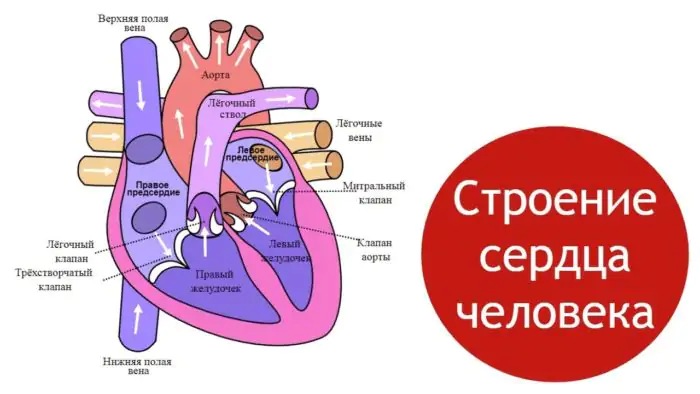 Сердце человека: анатомия, функции и работа клапанов