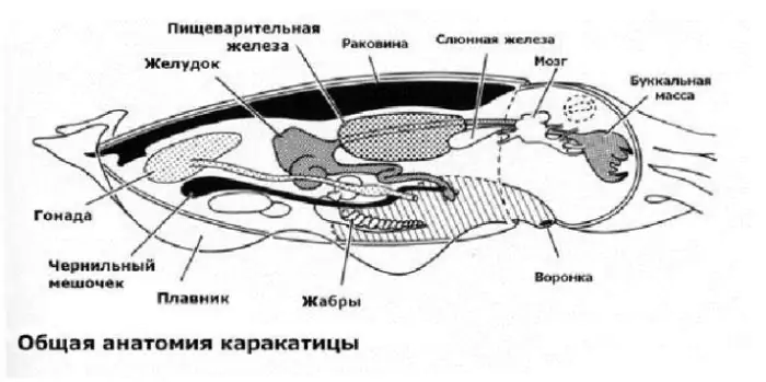 Кто такие каракатицы: виды, среда обитания и факты