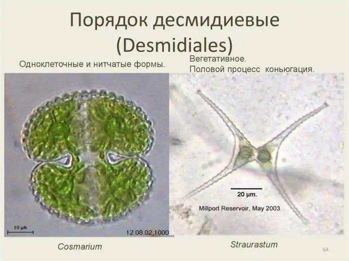 Микроскопические водные растения — виды и роль в природе Микроскопические водные растения — виды и роль в природе